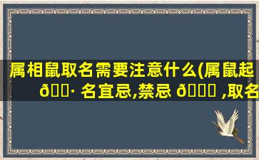属相鼠取名需要注意什么(属鼠起 🌷 名宜忌,禁忌 🐘 ,取名字库)
